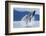 Breaching Humpback Whale, Alaska-Paul Souders-Framed Photographic Print