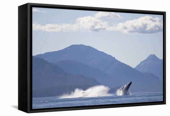 Breaching Humpback Whale in Chatham Strait-null-Framed Premier Image Canvas