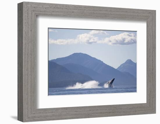 Breaching Humpback Whale in Chatham Strait-null-Framed Photographic Print