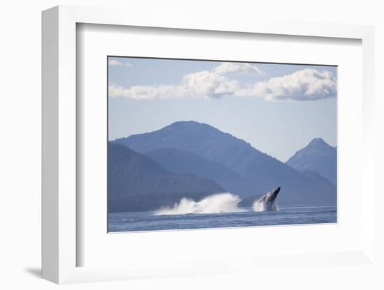 Breaching Humpback Whale in Chatham Strait-null-Framed Photographic Print