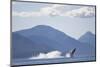 Breaching Humpback Whale in Chatham Strait-null-Mounted Photographic Print