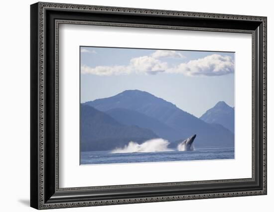 Breaching Humpback Whale in Chatham Strait-null-Framed Photographic Print