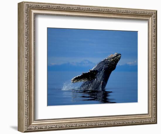 Breaching Humpback Whale, Inside Passage, Southeast Alaska, USA-Stuart Westmoreland-Framed Photographic Print