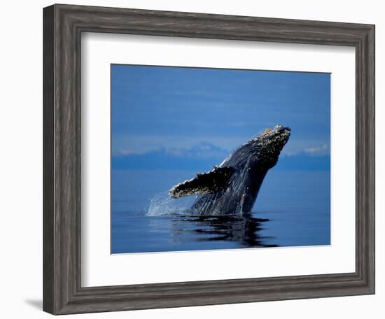 Breaching Humpback Whale, Inside Passage, Southeast Alaska, USA-Stuart Westmoreland-Framed Photographic Print