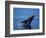 Breaching Humpback Whale, Inside Passage, Southeast Alaska, USA-Stuart Westmoreland-Framed Photographic Print