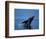 Breaching Humpback Whale, Inside Passage, Southeast Alaska, USA-Stuart Westmoreland-Framed Photographic Print