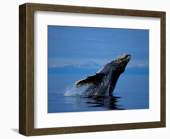 Breaching Humpback Whale, Inside Passage, Southeast Alaska, USA-Stuart Westmoreland-Framed Photographic Print