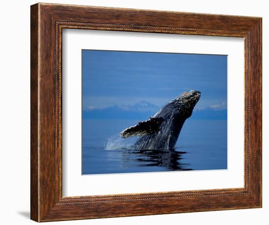 Breaching Humpback Whale, Inside Passage, Southeast Alaska, USA-Stuart Westmoreland-Framed Photographic Print