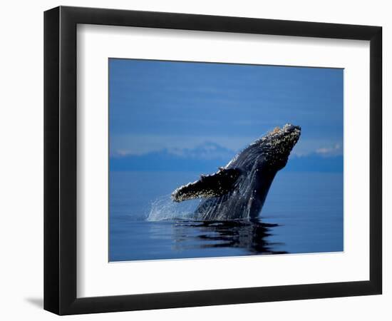 Breaching Humpback Whale, Inside Passage, Southeast Alaska, USA-Stuart Westmoreland-Framed Photographic Print