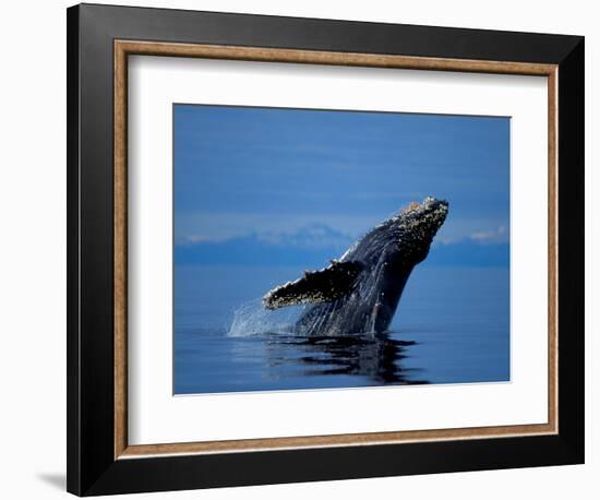 Breaching Humpback Whale, Inside Passage, Southeast Alaska, USA-Stuart Westmoreland-Framed Photographic Print