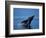 Breaching Humpback Whale, Inside Passage, Southeast Alaska, USA-Stuart Westmoreland-Framed Photographic Print