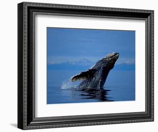 Breaching Humpback Whale, Inside Passage, Southeast Alaska, USA-Stuart Westmoreland-Framed Photographic Print