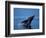 Breaching Humpback Whale, Inside Passage, Southeast Alaska, USA-Stuart Westmoreland-Framed Photographic Print