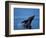 Breaching Humpback Whale, Inside Passage, Southeast Alaska, USA-Stuart Westmoreland-Framed Photographic Print