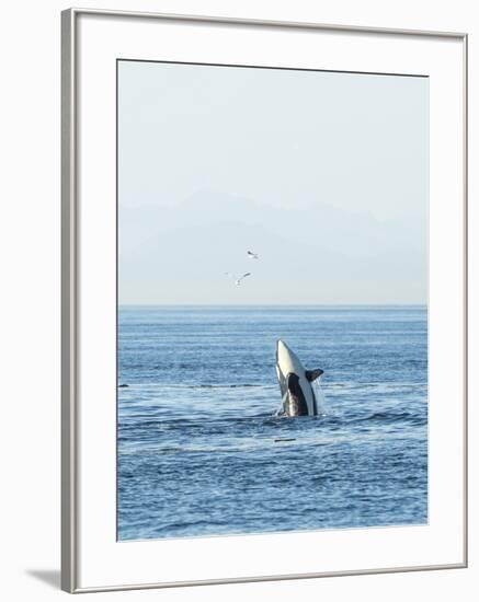 Breaching Orca at Boundary Pass, border between British Columbia Gulf Islands Canada and San Juan I-Stuart Westmorland-Framed Photographic Print