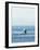 Breaching Orca at Boundary Pass, border between British Columbia Gulf Islands Canada and San Juan I-Stuart Westmorland-Framed Photographic Print