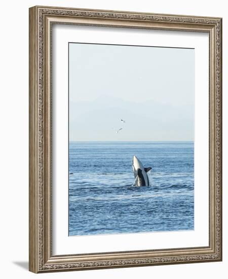 Breaching Orca at Boundary Pass, border between British Columbia Gulf Islands Canada and San Juan I-Stuart Westmorland-Framed Photographic Print