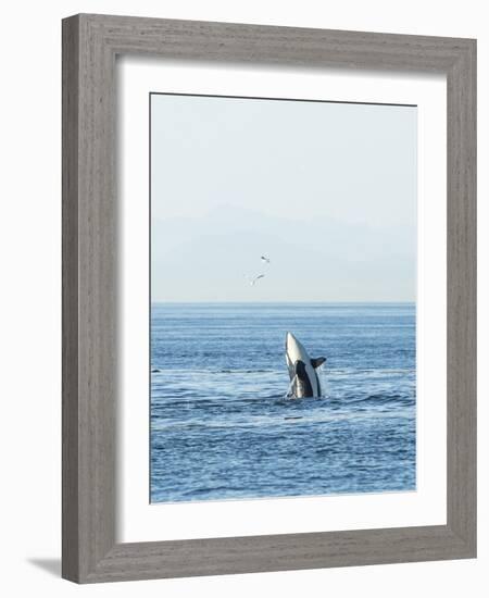 Breaching Orca at Boundary Pass, border between British Columbia Gulf Islands Canada and San Juan I-Stuart Westmorland-Framed Photographic Print