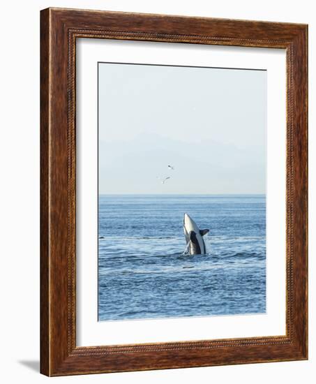 Breaching Orca at Boundary Pass, border between British Columbia Gulf Islands Canada and San Juan I-Stuart Westmorland-Framed Photographic Print