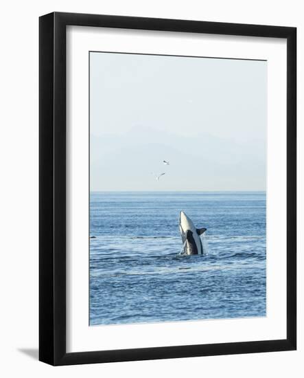 Breaching Orca at Boundary Pass, border between British Columbia Gulf Islands Canada and San Juan I-Stuart Westmorland-Framed Photographic Print