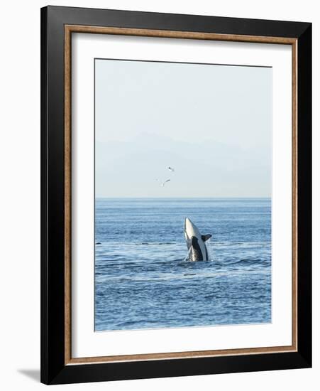 Breaching Orca at Boundary Pass, border between British Columbia Gulf Islands Canada and San Juan I-Stuart Westmorland-Framed Photographic Print