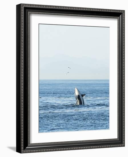 Breaching Orca at Boundary Pass, border between British Columbia Gulf Islands Canada and San Juan I-Stuart Westmorland-Framed Photographic Print