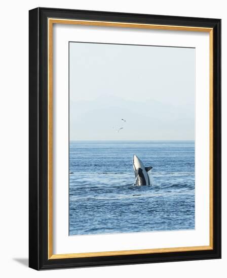 Breaching Orca at Boundary Pass, border between British Columbia Gulf Islands Canada and San Juan I-Stuart Westmorland-Framed Photographic Print