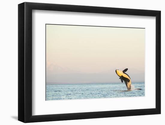 Breaching Orca at Boundary Pass, border between British Columbia Gulf Islands Canada and San Juan I-Stuart Westmorland-Framed Photographic Print