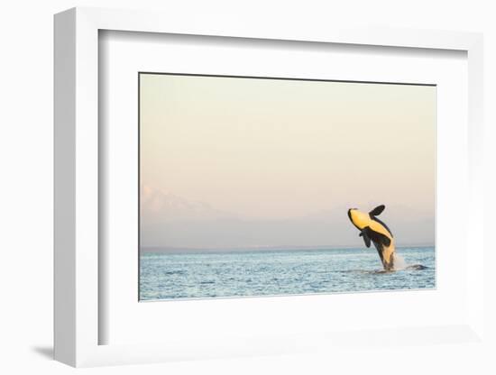 Breaching Orca at Boundary Pass, border between British Columbia Gulf Islands Canada and San Juan I-Stuart Westmorland-Framed Photographic Print