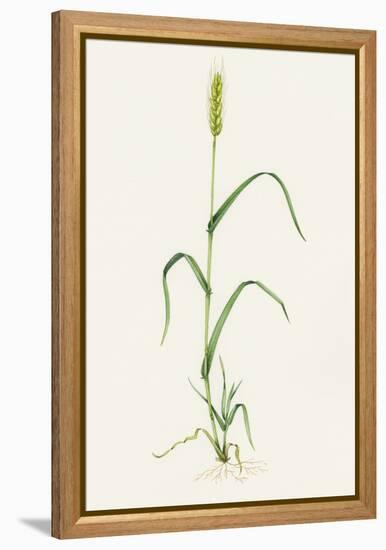 Bread Wheat (Triticum Aestivum)-Lizzie Harper-Framed Premier Image Canvas