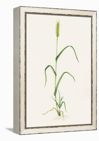 Bread Wheat (Triticum Aestivum)-Lizzie Harper-Framed Premier Image Canvas