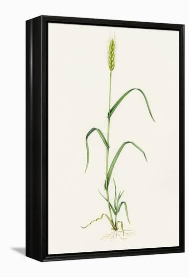 Bread Wheat (Triticum Aestivum)-Lizzie Harper-Framed Premier Image Canvas