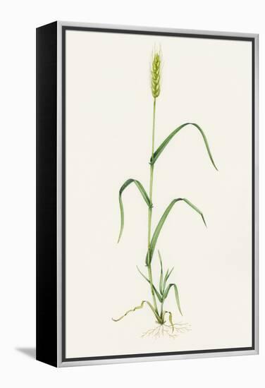 Bread Wheat (Triticum Aestivum)-Lizzie Harper-Framed Premier Image Canvas