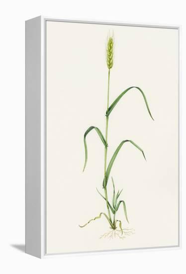 Bread Wheat (Triticum Aestivum)-Lizzie Harper-Framed Premier Image Canvas