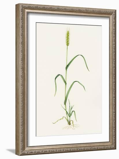 Bread Wheat (Triticum Aestivum)-Lizzie Harper-Framed Photographic Print