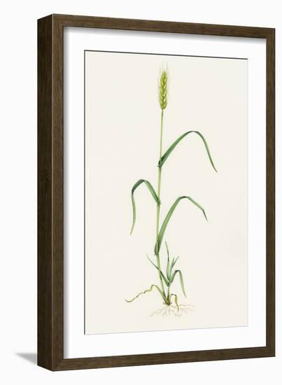 Bread Wheat (Triticum Aestivum)-Lizzie Harper-Framed Photographic Print