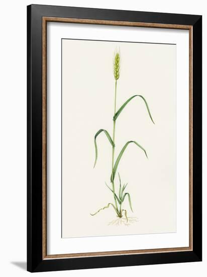 Bread Wheat (Triticum Aestivum)-Lizzie Harper-Framed Photographic Print