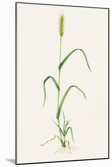 Bread Wheat (Triticum Aestivum)-Lizzie Harper-Mounted Photographic Print