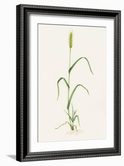 Bread Wheat (Triticum Aestivum)-Lizzie Harper-Framed Photographic Print