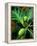 Breadfruit tree on Jamaica-Rainer Hackenberg-Framed Premier Image Canvas