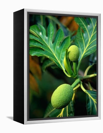 Breadfruit tree on Jamaica-Rainer Hackenberg-Framed Premier Image Canvas