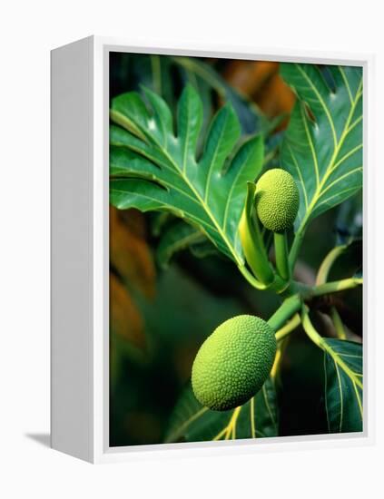 Breadfruit tree on Jamaica-Rainer Hackenberg-Framed Premier Image Canvas
