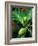 Breadfruit tree on Jamaica-Rainer Hackenberg-Framed Photographic Print