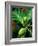 Breadfruit tree on Jamaica-Rainer Hackenberg-Framed Photographic Print