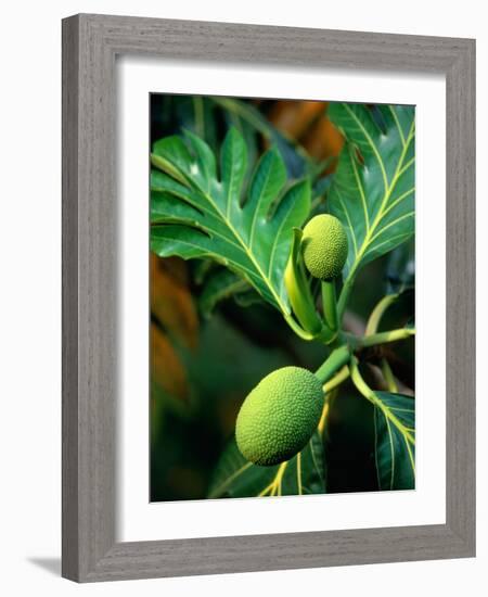 Breadfruit tree on Jamaica-Rainer Hackenberg-Framed Photographic Print