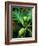 Breadfruit tree on Jamaica-Rainer Hackenberg-Framed Photographic Print