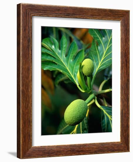 Breadfruit tree on Jamaica-Rainer Hackenberg-Framed Photographic Print