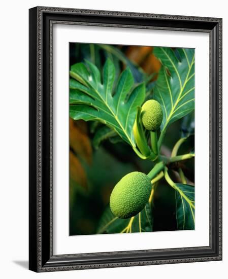 Breadfruit tree on Jamaica-Rainer Hackenberg-Framed Photographic Print