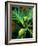 Breadfruit tree on Jamaica-Rainer Hackenberg-Framed Photographic Print