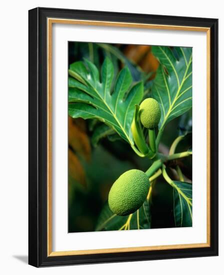 Breadfruit tree on Jamaica-Rainer Hackenberg-Framed Photographic Print